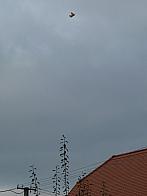 Třibřichy